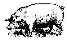 Cerdo Ibrico